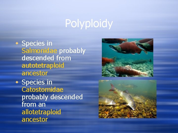Polyploidy w Species in Salmonidae probably descended from autotetraploid ancestor w Species in Catostomidae