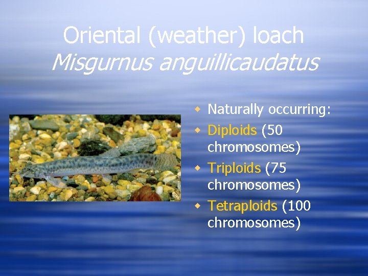 Oriental (weather) loach Misgurnus anguillicaudatus w Naturally occurring: w Diploids (50 chromosomes) w Triploids