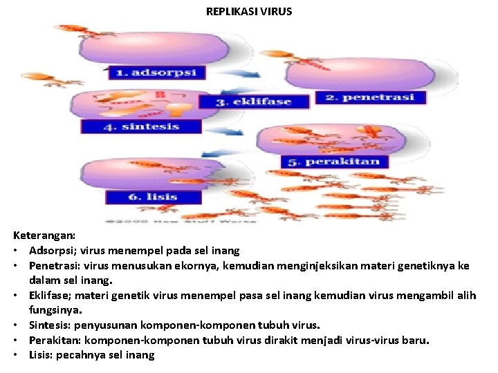 REPLIKASI VIRUS Keterangan: • Adsorpsi; virus menempel pada sel inang • Penetrasi: virus menusukan
