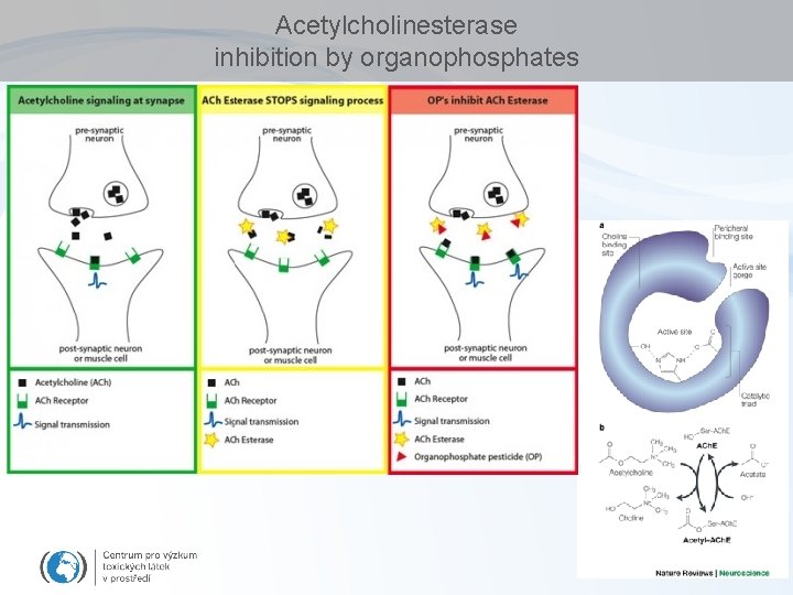 Acetylcholinesterase inhibition by organophosphates 