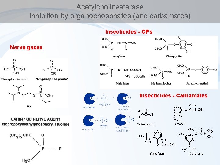 Acetylcholinesterase inhibition by organophosphates (and carbamates) Insecticides - OPs Nerve gases Insecticides - Carbamates
