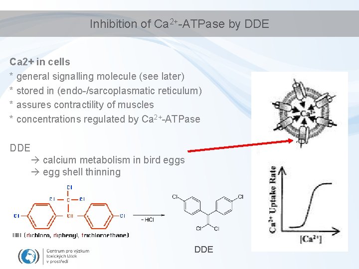 Inhibition of Ca 2+-ATPase by DDE Ca 2+ in cells * general signalling molecule