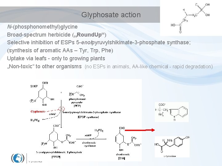 Glyphosate action N-(phosphonomethyl)glycine Broad-spectrum herbicide („Round. Up“) Selective inhibition of ESPs 5 -enolpyruvylshikimate-3 -phosphate