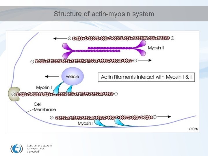 Structure of actin-myosin system 