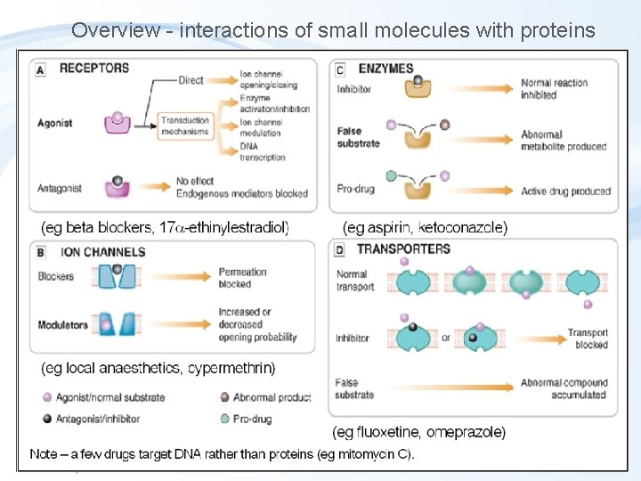 Overview - interactions of small molecules with proteins 