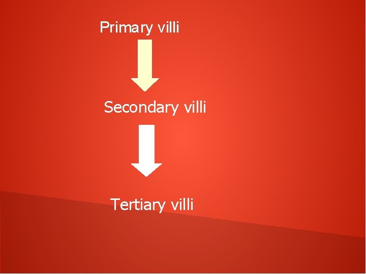 Primary villi Secondary villi Tertiary villi 