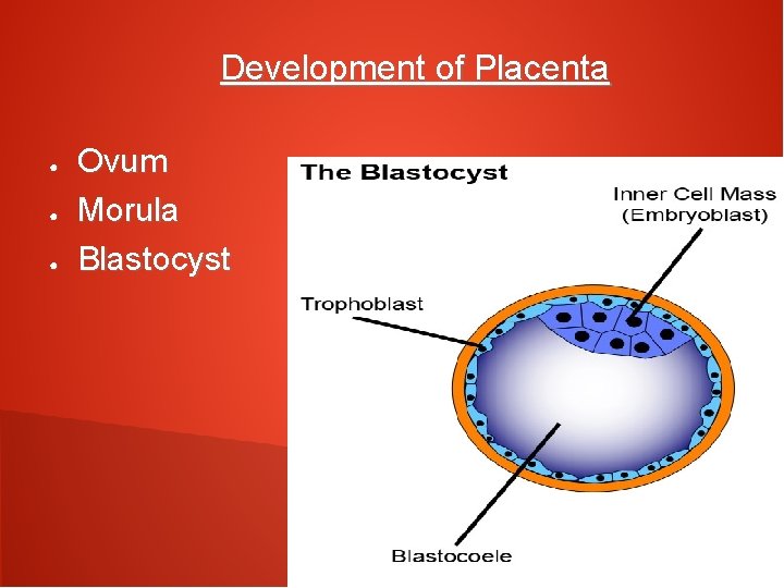 Development of Placenta ● ● ● Ovum Morula Blastocyst 