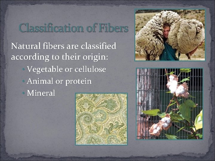 Classification of Fibers Natural fibers are classified according to their origin: • Vegetable or