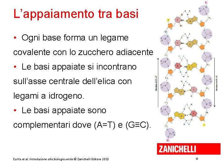 L’appaiamento tra basi • Ogni base forma un legame covalente con lo zucchero adiacente.