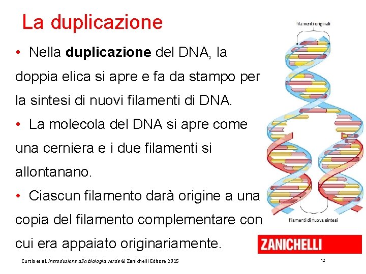 La duplicazione • Nella duplicazione del DNA, la doppia elica si apre e fa