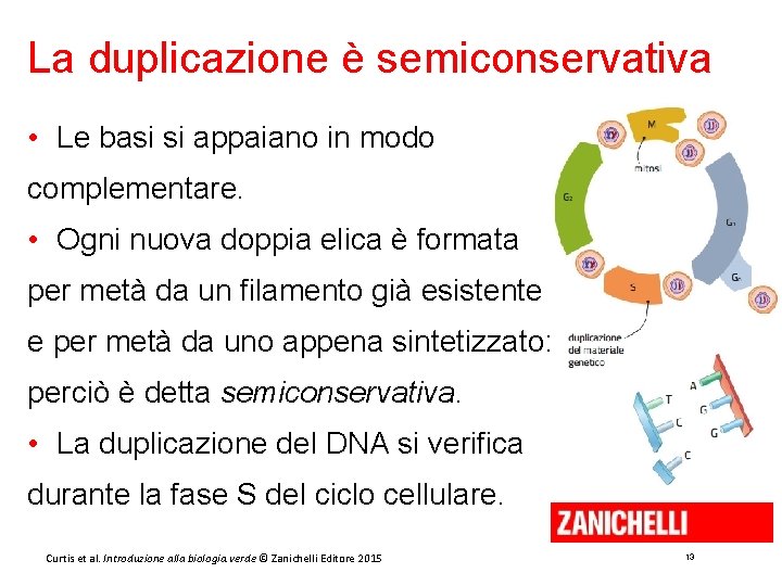 La duplicazione è semiconservativa • Le basi si appaiano in modo complementare. • Ogni