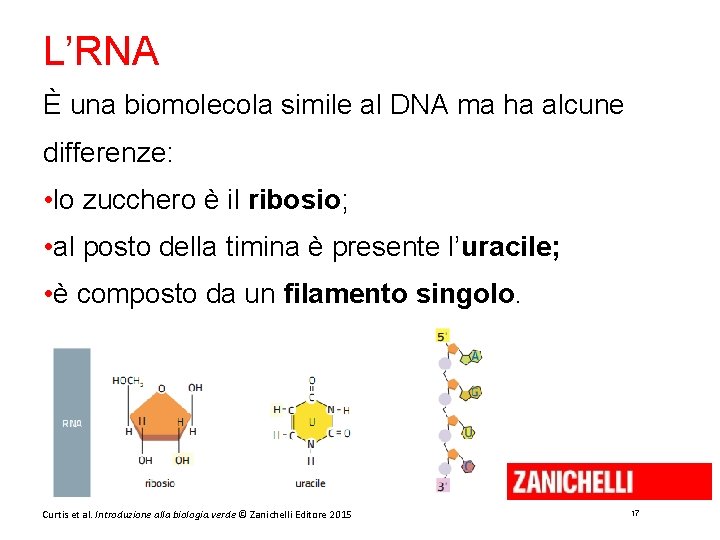 L’RNA È una biomolecola simile al DNA ma ha alcune differenze: • lo zucchero