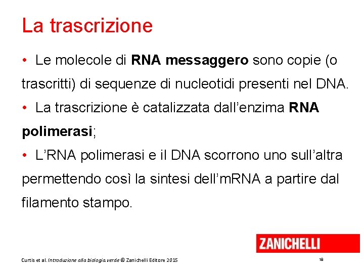 La trascrizione • Le molecole di RNA messaggero sono copie (o trascritti) di sequenze