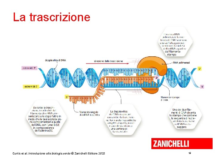 La trascrizione Curtis et al. Introduzione alla biologia. verde © Zanichelli Editore 2015 19