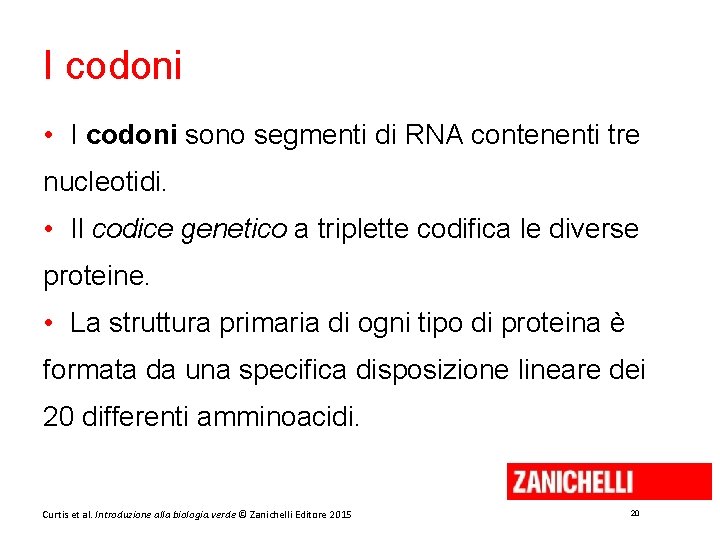 I codoni • I codoni sono segmenti di RNA contenenti tre nucleotidi. • Il