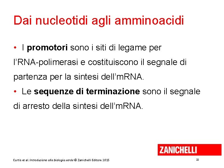 Dai nucleotidi agli amminoacidi • I promotori sono i siti di legame per l’RNA-polimerasi