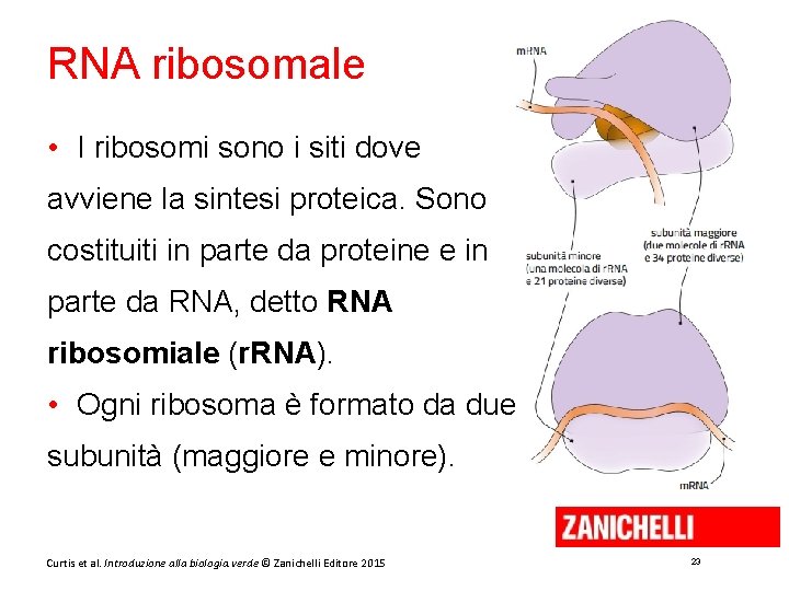 RNA ribosomale • I ribosomi sono i siti dove avviene la sintesi proteica. Sono