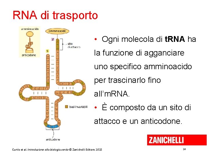 RNA di trasporto • Ogni molecola di t. RNA ha la funzione di agganciare