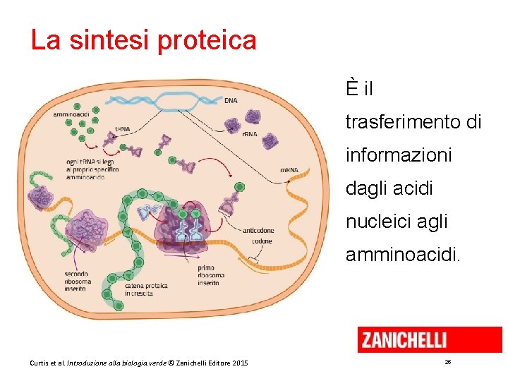 La sintesi proteica È il trasferimento di informazioni dagli acidi nucleici agli amminoacidi. Curtis