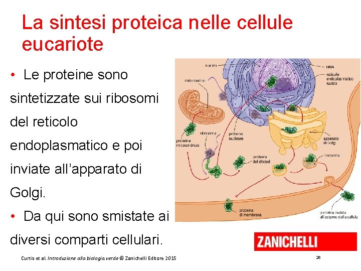 La sintesi proteica nelle cellule eucariote • Le proteine sono sintetizzate sui ribosomi del