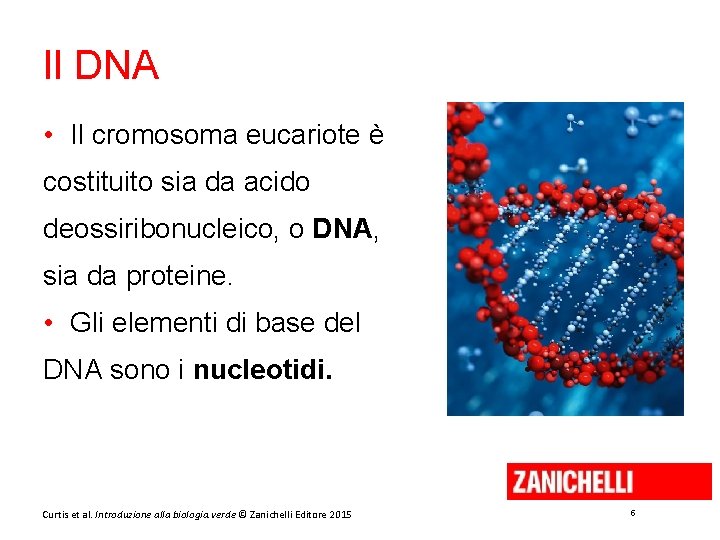 Il DNA • Il cromosoma eucariote è costituito sia da acido deossiribonucleico, o DNA,
