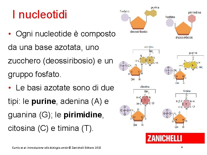 I nucleotidi • Ogni nucleotide è composto da una base azotata, uno zucchero (deossiribosio)