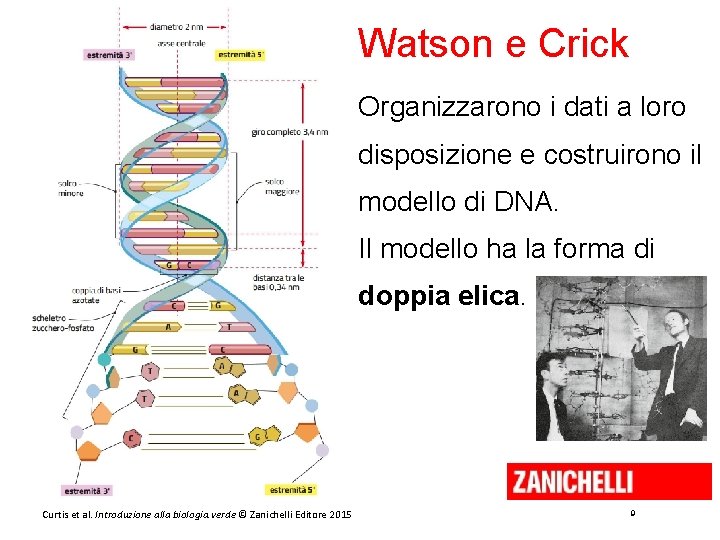 Watson e Crick Organizzarono i dati a loro disposizione e costruirono il modello di