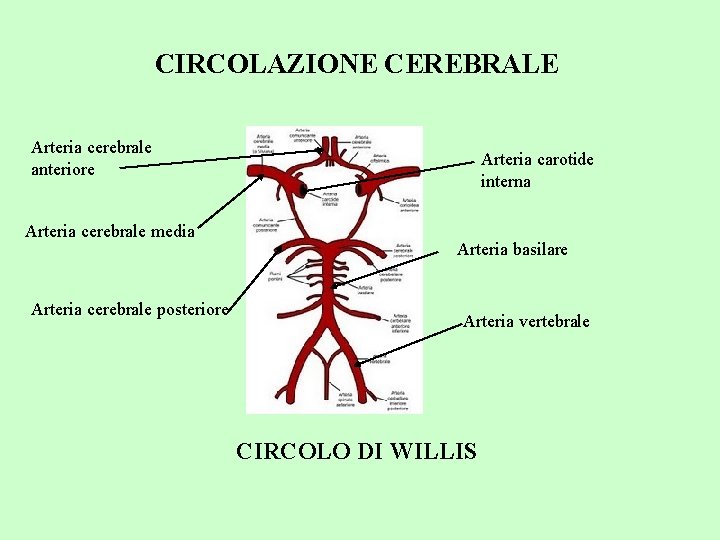 CIRCOLAZIONE CEREBRALE Arteria cerebrale anteriore Arteria cerebrale media Arteria cerebrale posteriore Arteria carotide interna