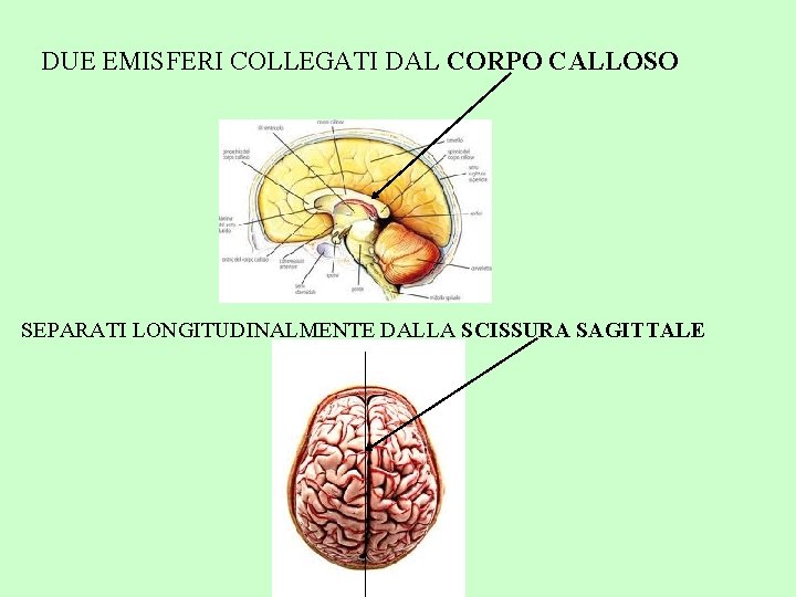 DUE EMISFERI COLLEGATI DAL CORPO CALLOSO SEPARATI LONGITUDINALMENTE DALLA SCISSURA SAGITTALE 