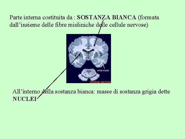 Parte interna costituita da : SOSTANZA BIANCA (formata dall’insieme delle fibre mieliniche delle cellule