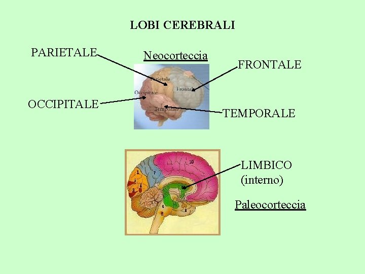 LOBI CEREBRALI PARIETALE OCCIPITALE Neocorteccia FRONTALE TEMPORALE LIMBICO (interno) Paleocorteccia 