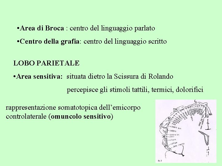  • Area di Broca : centro del linguaggio parlato • Centro della grafia: