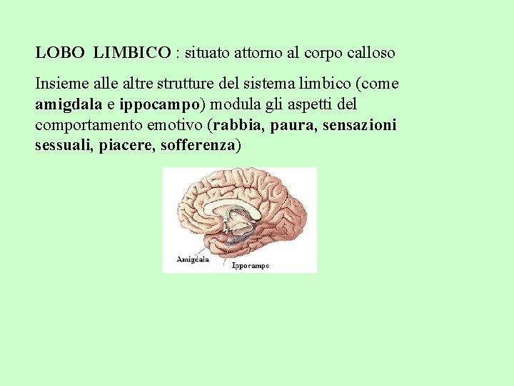 LOBO LIMBICO : situato attorno al corpo calloso Insieme alle altre strutture del sistema