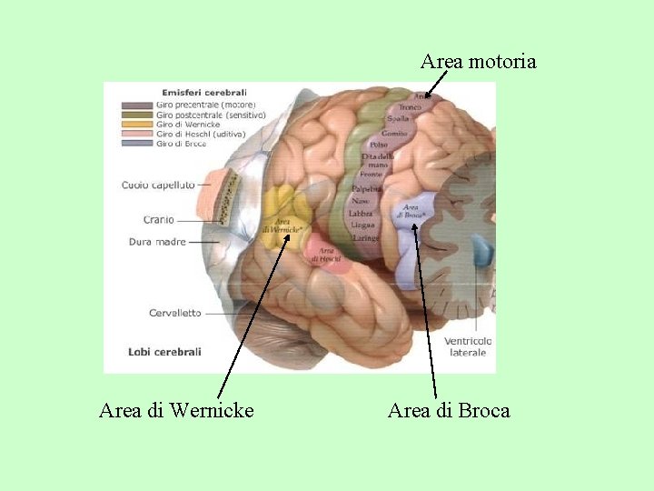 Area motoria Area di Wernicke Area di Broca 