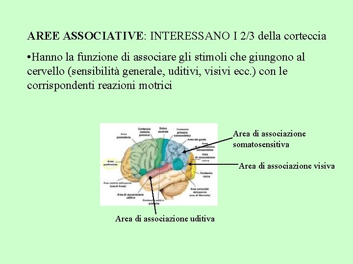 AREE ASSOCIATIVE: INTERESSANO I 2/3 della corteccia • Hanno la funzione di associare gli