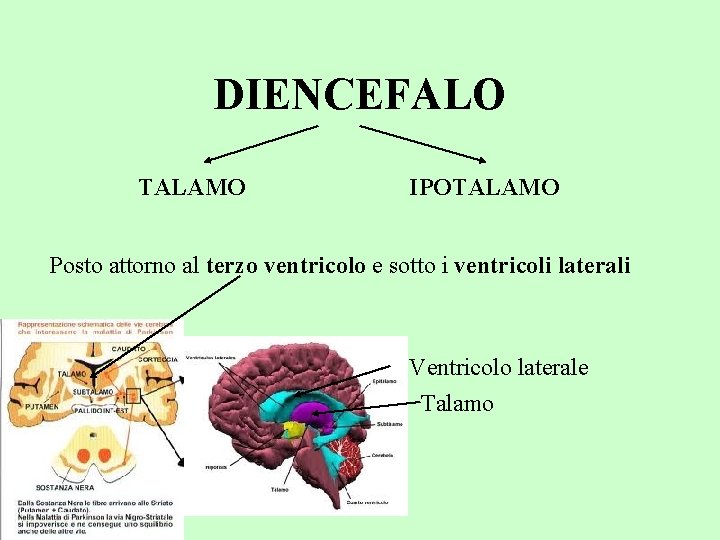 DIENCEFALO TALAMO IPOTALAMO Posto attorno al terzo ventricolo e sotto i ventricoli laterali Ventricolo