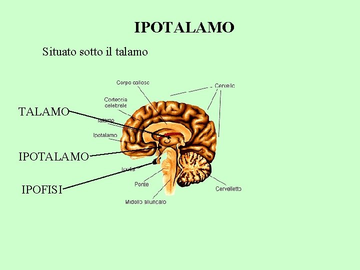 IPOTALAMO Situato sotto il talamo TALAMO IPOFISI 