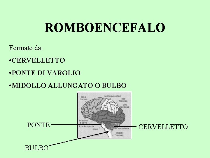 ROMBOENCEFALO Formato da: • CERVELLETTO • PONTE DI VAROLIO • MIDOLLO ALLUNGATO O BULBO