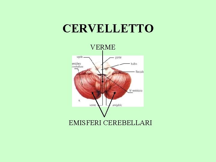 CERVELLETTO VERME EMISFERI CEREBELLARI 