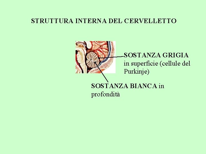 STRUTTURA INTERNA DEL CERVELLETTO SOSTANZA GRIGIA in superficie (cellule del Purkinje) SOSTANZA BIANCA in