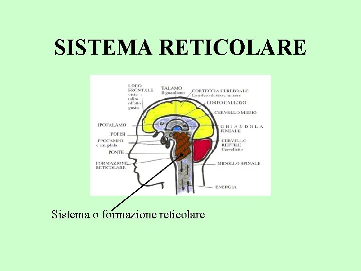 SISTEMA RETICOLARE Sistema o formazione reticolare 
