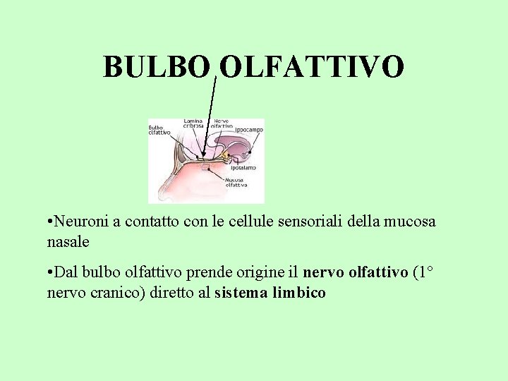 BULBO OLFATTIVO • Neuroni a contatto con le cellule sensoriali della mucosa nasale •