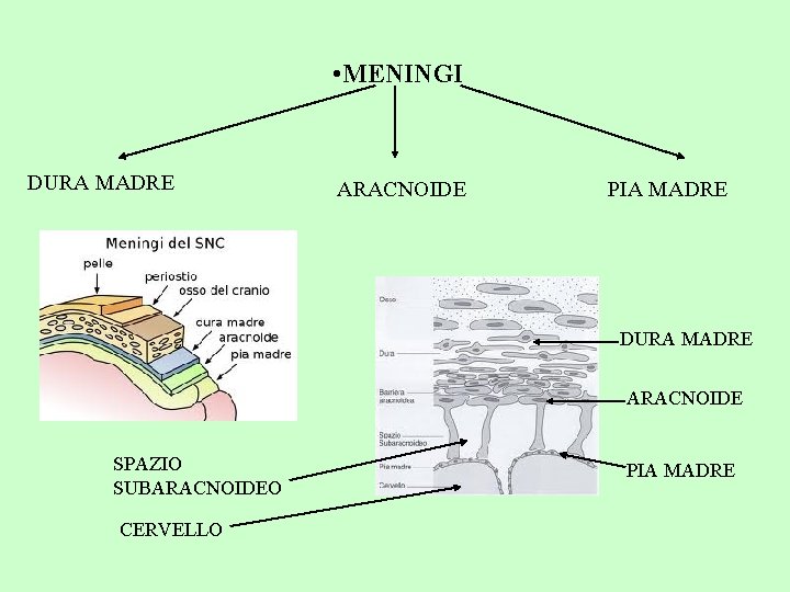  • MENINGI DURA MADRE ARACNOIDE PIA MADRE DURA MADRE ARACNOIDE SPAZIO SUBARACNOIDEO CERVELLO