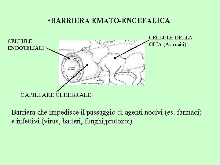  • BARRIERA EMATO-ENCEFALICA CELLULE ENDOTELIALI CELLULE DELLA GLIA (Astrociti) CAPILLARE CEREBRALE Barriera che