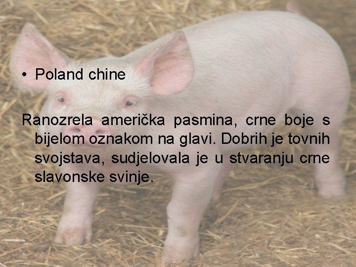  • Poland chine Ranozrela američka pasmina, crne boje s bijelom oznakom na glavi.