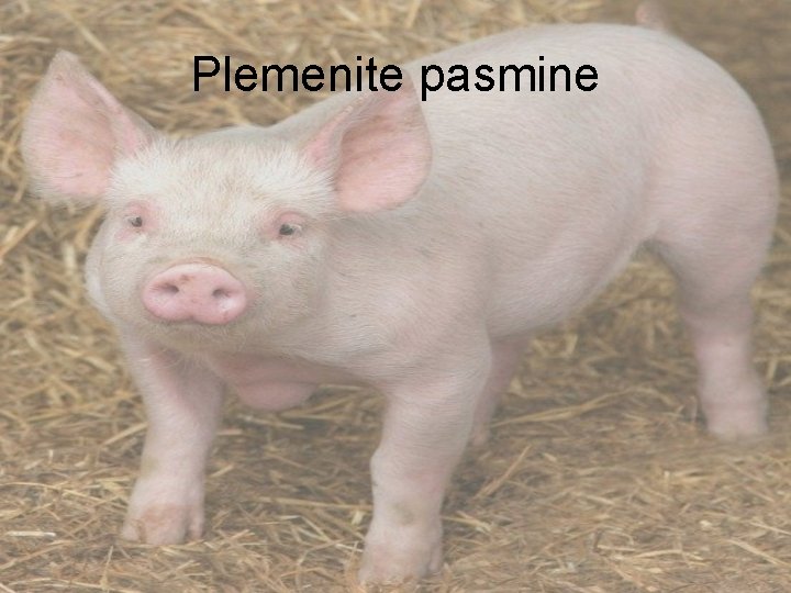 Plemenite pasmine 