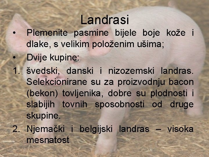 Landrasi • Plemenite pasmine bijele boje kože i dlake, s velikim položenim ušima; •