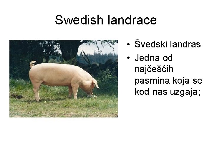 Swedish landrace • Švedski landras • Jedna od najčešćih pasmina koja se kod nas
