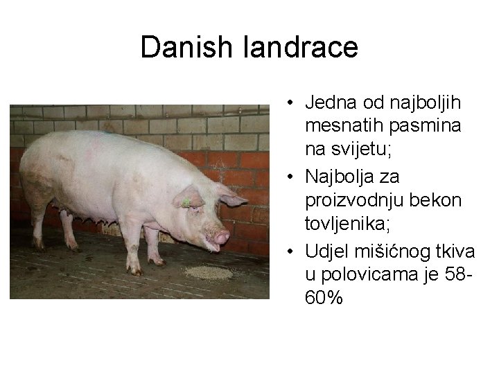 Danish landrace • Jedna od najboljih mesnatih pasmina na svijetu; • Najbolja za proizvodnju