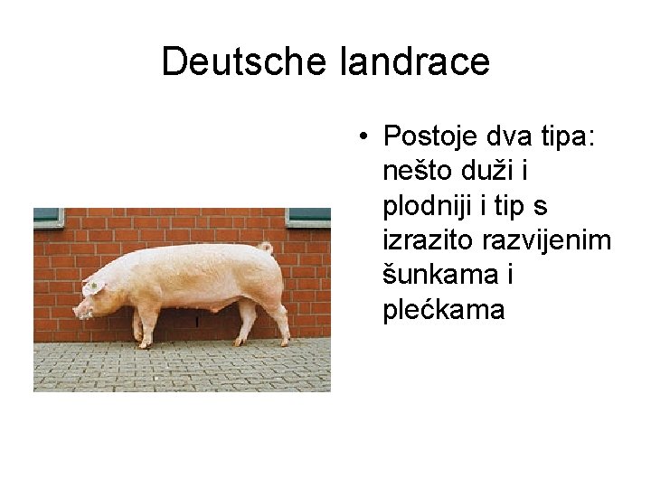 Deutsche landrace • Postoje dva tipa: nešto duži i plodniji i tip s izrazito